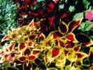 Photo: Coleus in Shady Spot (92745 bytes)