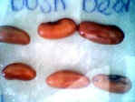 soaked beans day 4.JPG (11712 bytes)