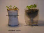 pop bottle pot seedlings.jpg (87137 bytes)