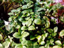 Photo: A Group of Potted Alpine Strawberries (103528 bytes)